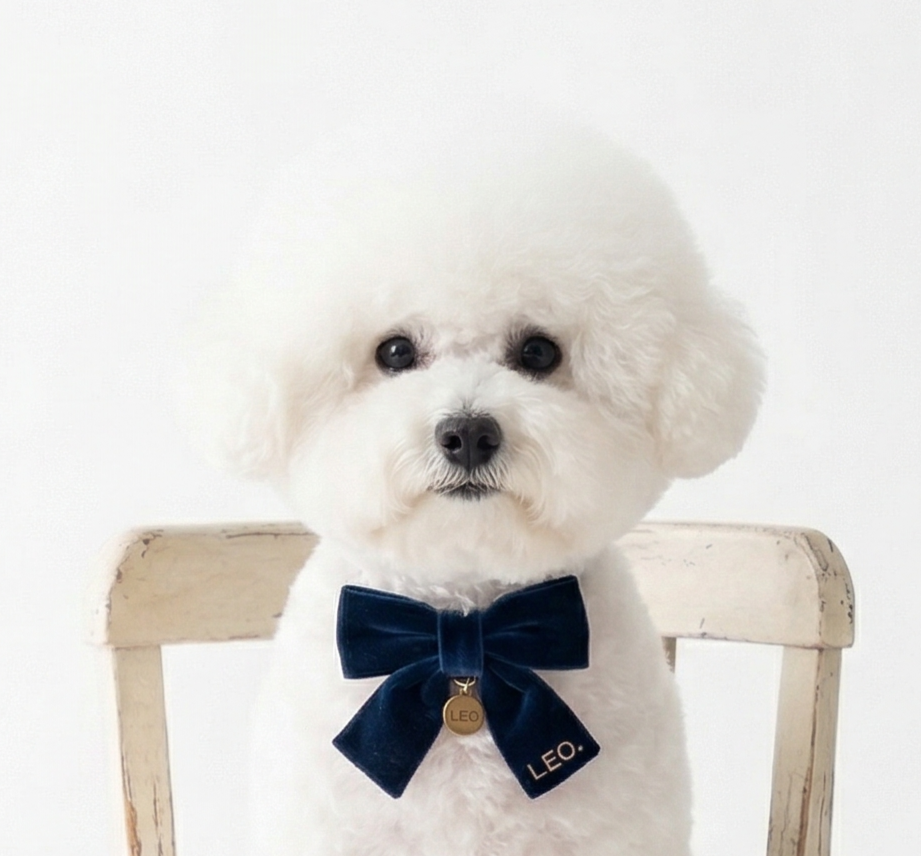 ビションフリーゼ